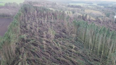 Stormed down trees to be used to save salmon populations