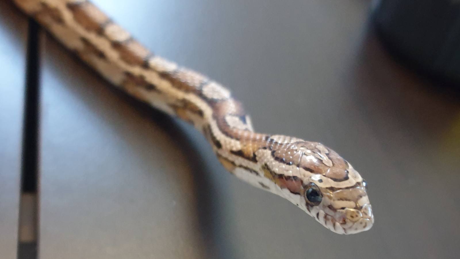 Genghis Corn, the corn snake.