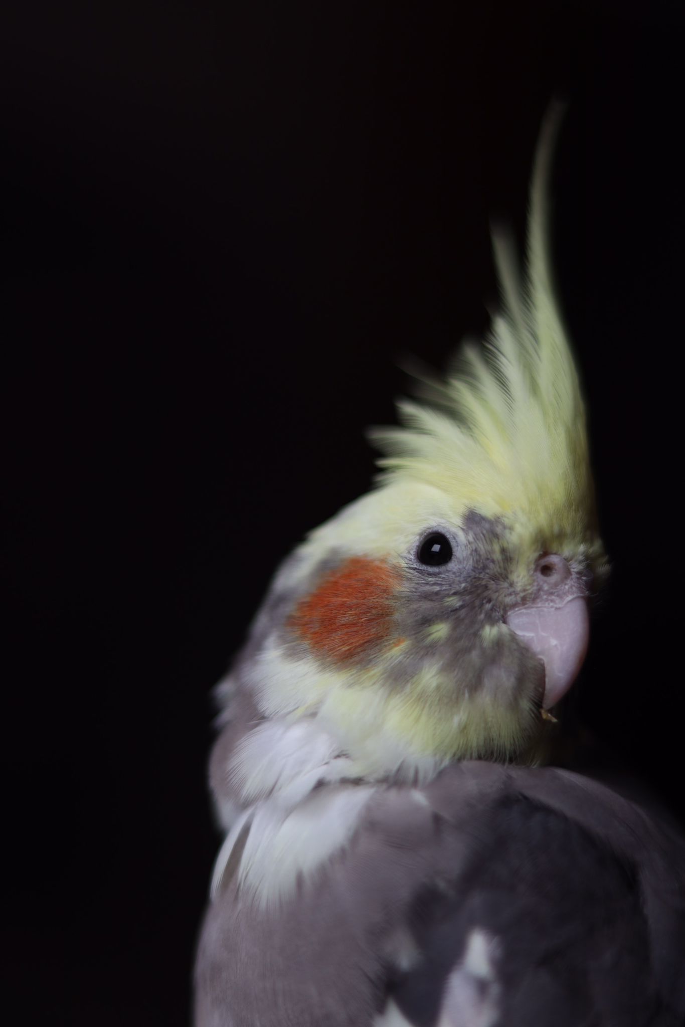 The cockatiel is Ozzy