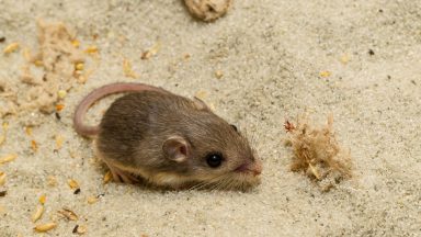 Tiny mouse named after Star Trek legend Sir Patrick Stewart becomes Guinness world record holder