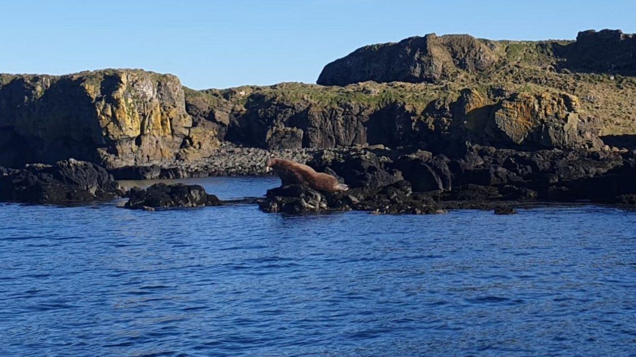 ‘Massive’ walrus spotted by fisherman at Treshnish Isles near Isle of Mull in Inner Hebrides