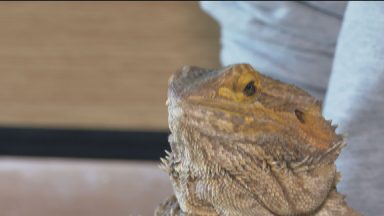 Former Gorgie Farm workers take in animals after closure