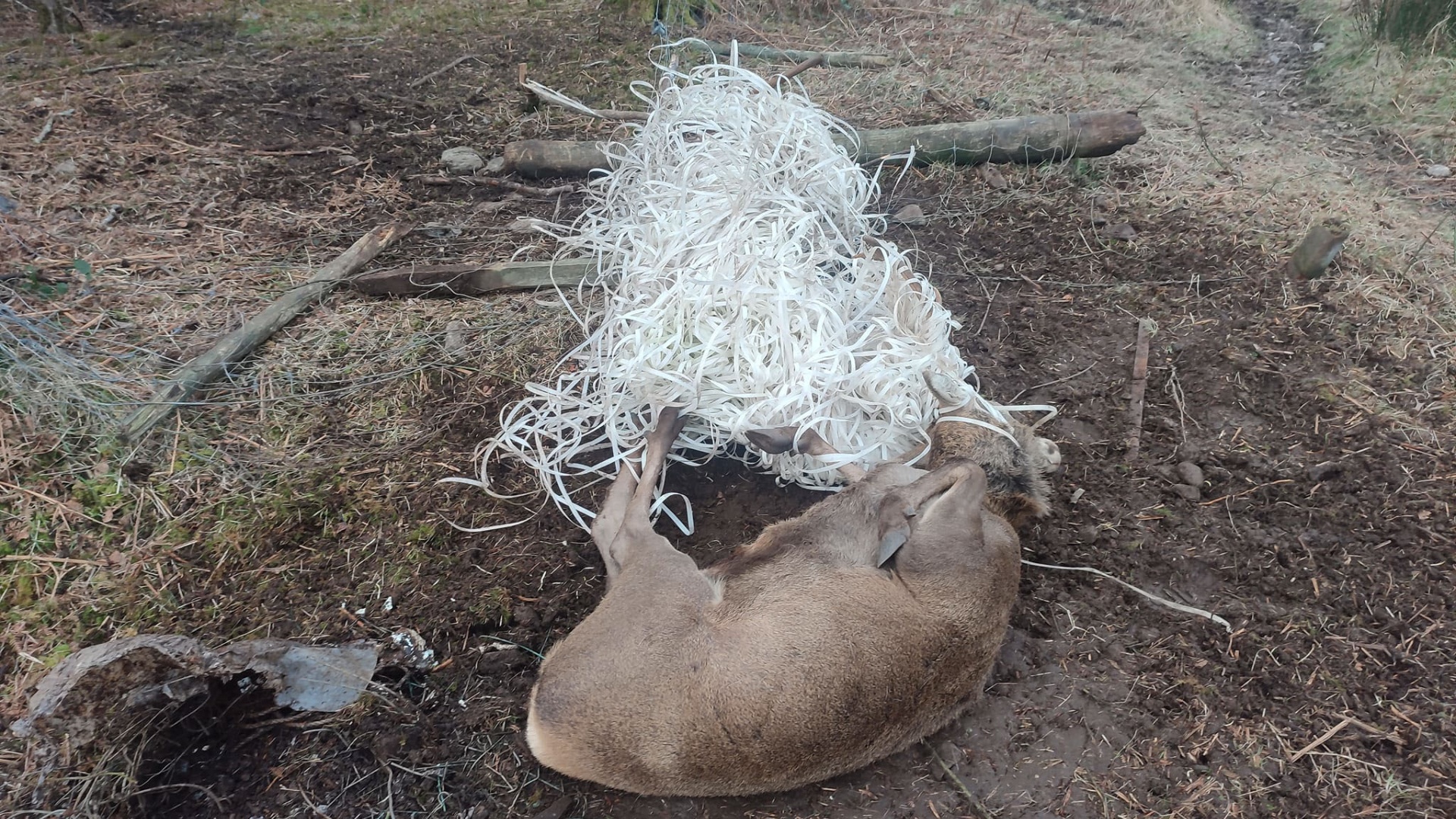 The stag appeared to be dead, but reacted when he was touched