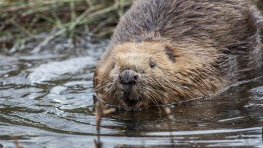 First baby beavers born in the wild at Cairngorms National Park after 400 years