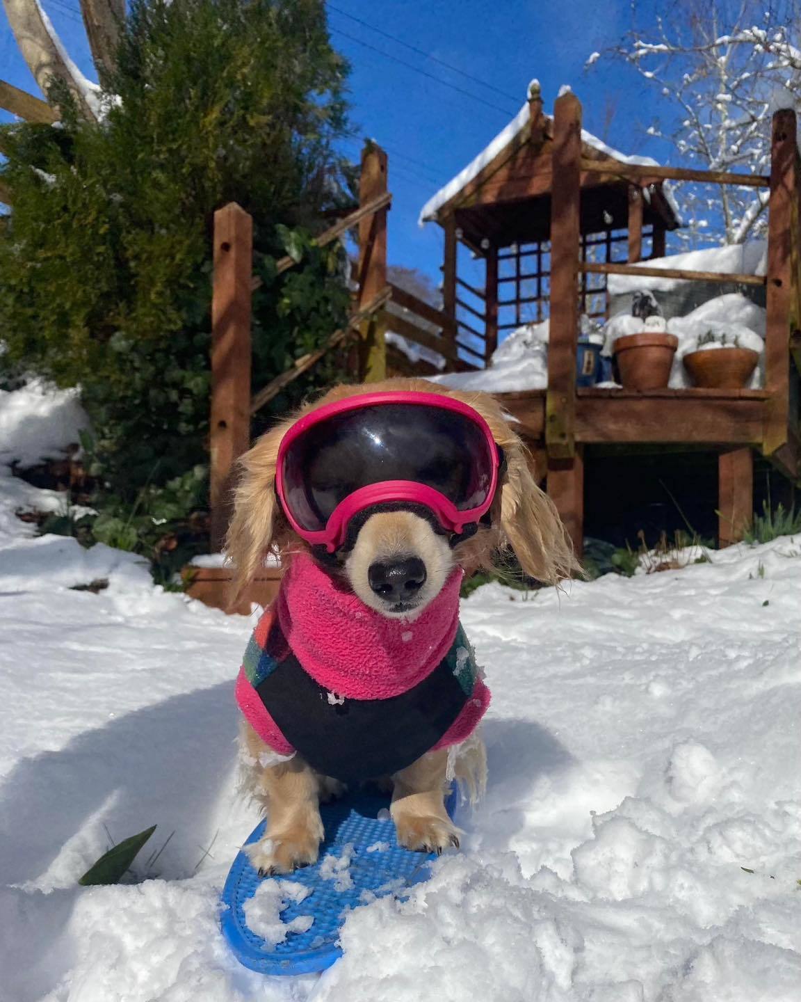 Puppy takes in the snow in Fintray on Tuesday. 