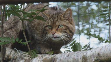 Scotland’s wildcat population at critically low level, new NatureScot study finds