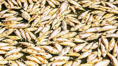 Millions of rotting fish to be removed from Australian Outback river