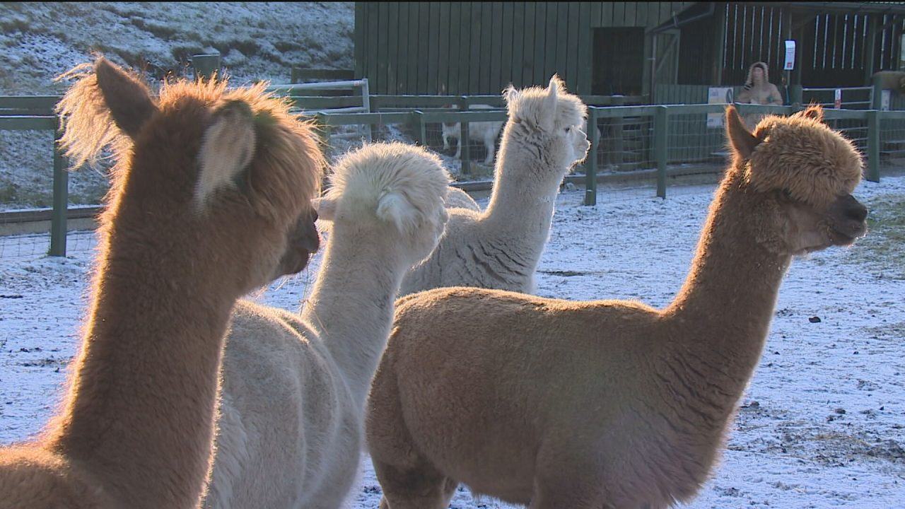 Calls to re-open Edinburgh’s Gorgie Farm ‘as soon as possible’ after over £140,000 spent