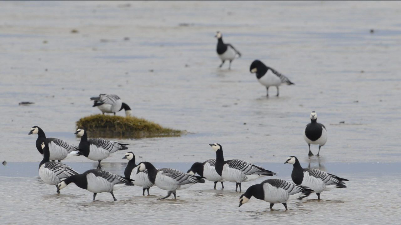 More than 300 dead birds found on Stonehaven beach in one day amid bird flu outbreak