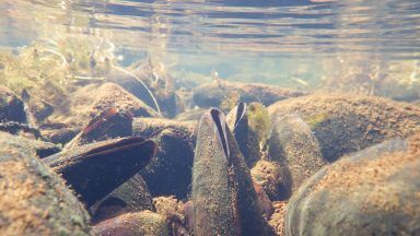 NatureScot find critically-endangered freshwater pearl mussels in Scottish lochs in Sunderland and Trossachs