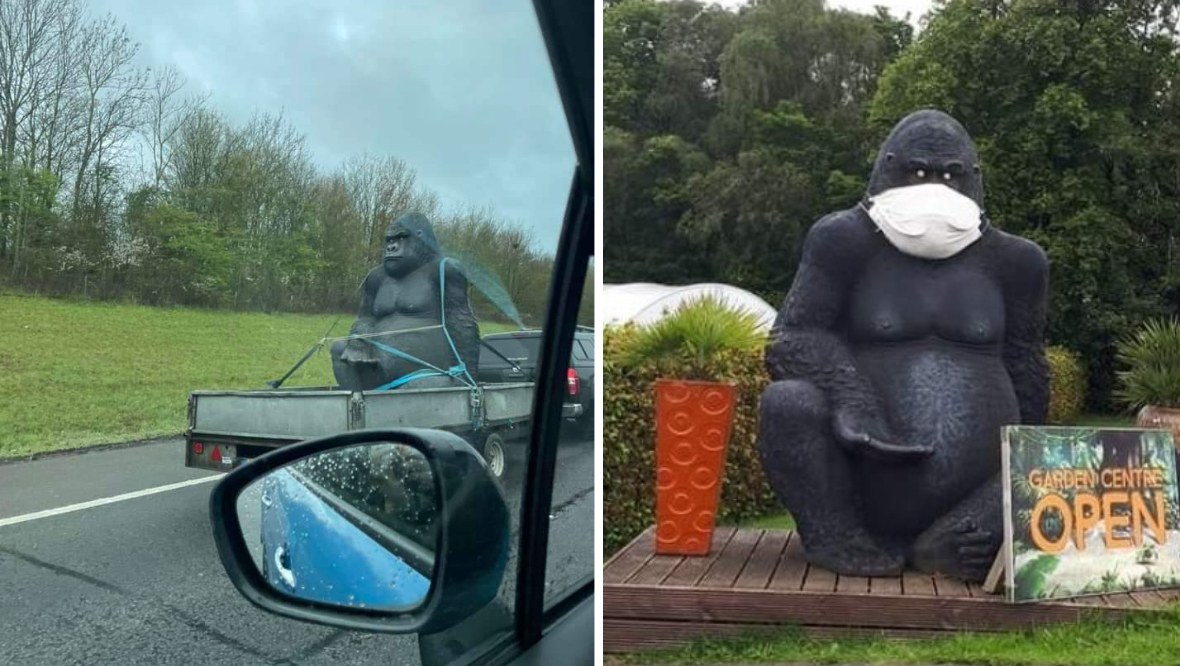 Gary the gorilla was stolen last year from his home at Reynard Nursery in Carluke, South Lanarkshire.