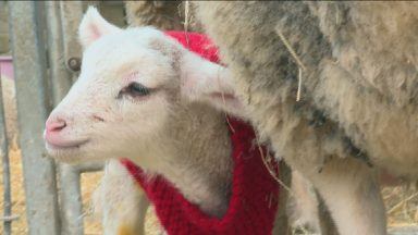 Charity receives knitwear donations to help keep lambs warm