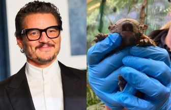 Baby armadillo at Edinburgh Zoo named after The Last Of Us and Mandalorian star Pedro Pascal