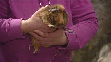 Community farm starts fundraiser after deliberate blaze