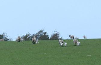 Fife dog owners warned to keep pets under control after 20 lambs killed in field