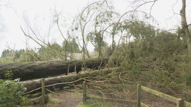 Delays in clearance of fallen trees frustrating community