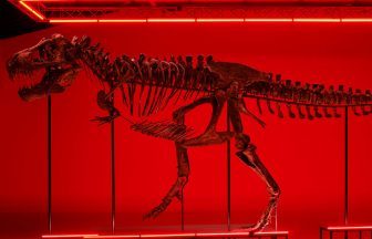 Tyrannosaurus Rex skeleton named Trinity sold to private buyer in Swiss auction for £5m T-Rex bones