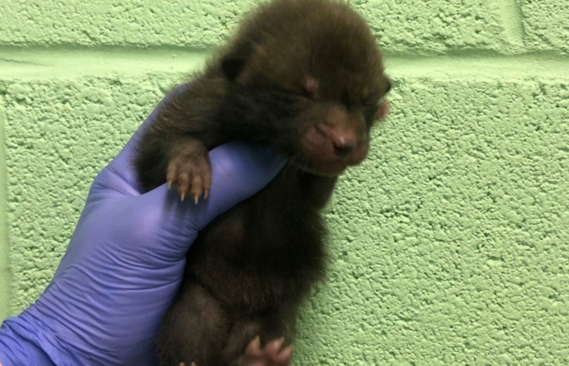 Fox cub picked up and taken home by person who ‘thought it was kitten’