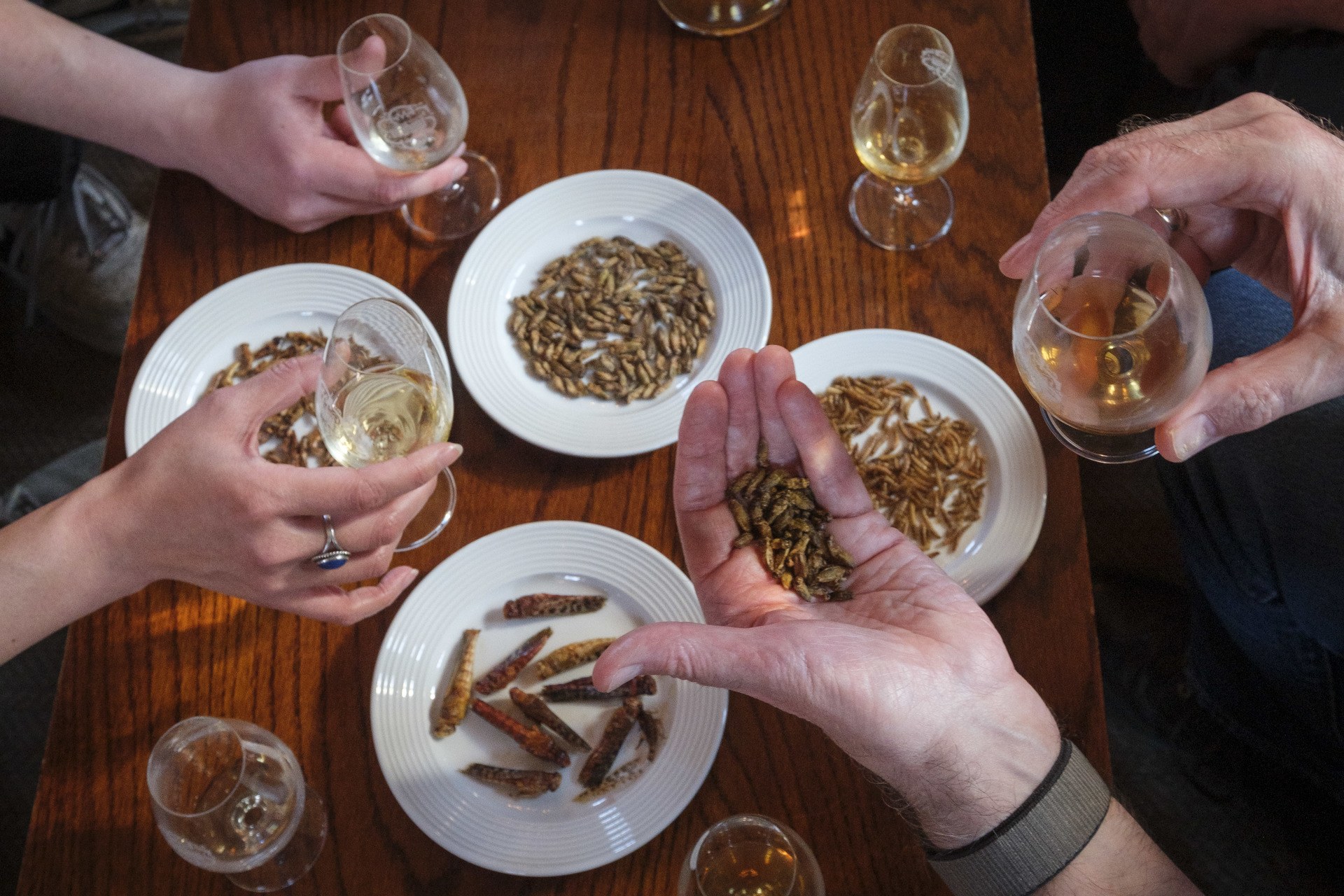 Whisky with critters tasting at the Scotch Malt Whisky Society, Edinburgh.