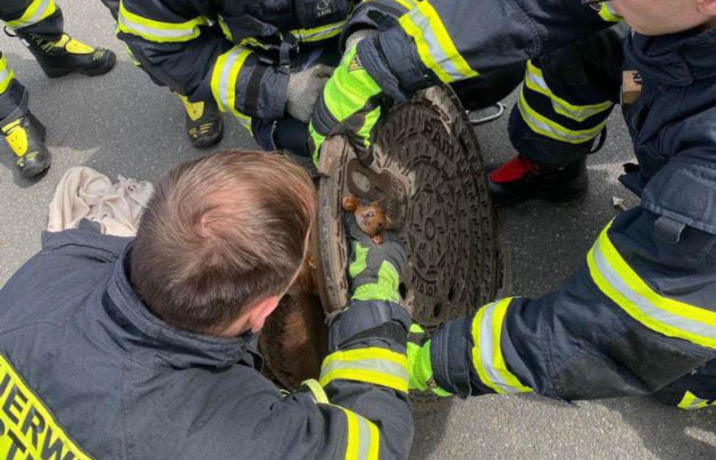 It took several attempts for the crew to free the squirrel before it fled up a nearby tree, appearing unharmed.