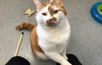 Cat who lost 6kg after being ‘trapped in his own body’ on the hunt for ‘loving home’ in Aberdeenshire
