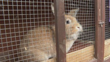 Charity warns ‘perfect storm’ creating rabbit welfare crisis