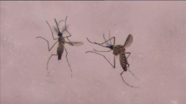 New study into mosquito borne illnesses in Scotland