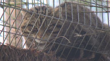 Wildcats prepare for re-introduction to the Cairngorms