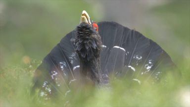 Police patrols to protect capercaillie breeding season