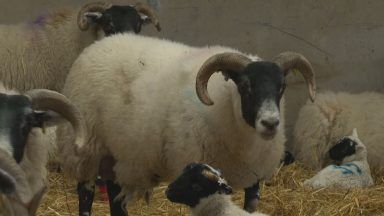 Man charged after dog chased almost 100 pregnant sheep in Perth