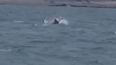 Two dolphins knock windsurfer off board in the North Sea near Aberdeen