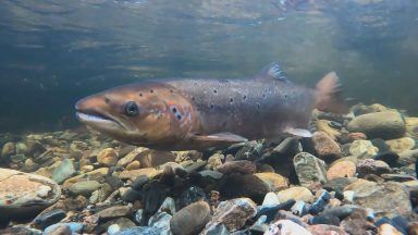Fergal Sharkey launches salmon saving campaign