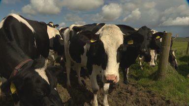 Diary farmers facing uncertain future as milk price drops