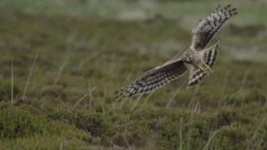 Illegal hen harrier killings leading to decline in numbers