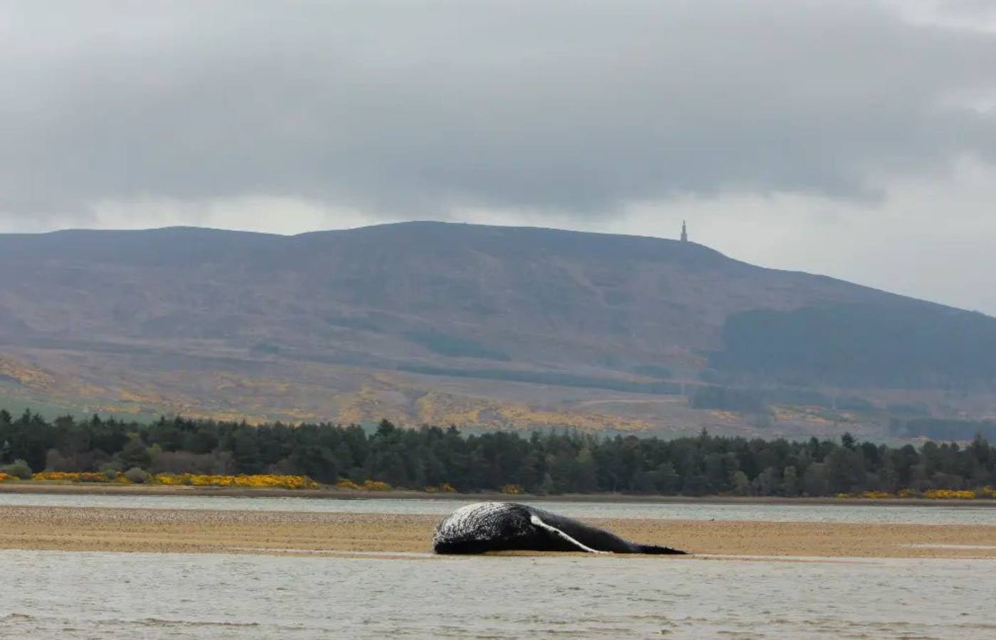 The animal's carcass is going to be assessed. (Image: Highland Croft/@highland_croft via Supplied)