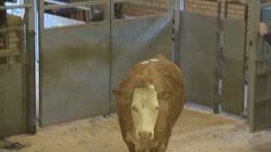 Forfar mart hosts last livestock auction as no buyer found
