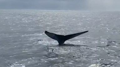 Humpback whale spotted in Firth of Forth by Isle of May conservationist