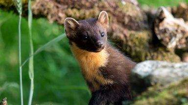 Pine martens making use of specially designed nest boxes to boost numbers