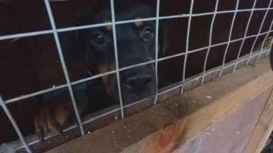 Man barred from having animals after puppy farm investigation