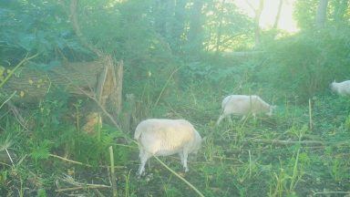 Sheep being used to tackle invasive giant hogweed