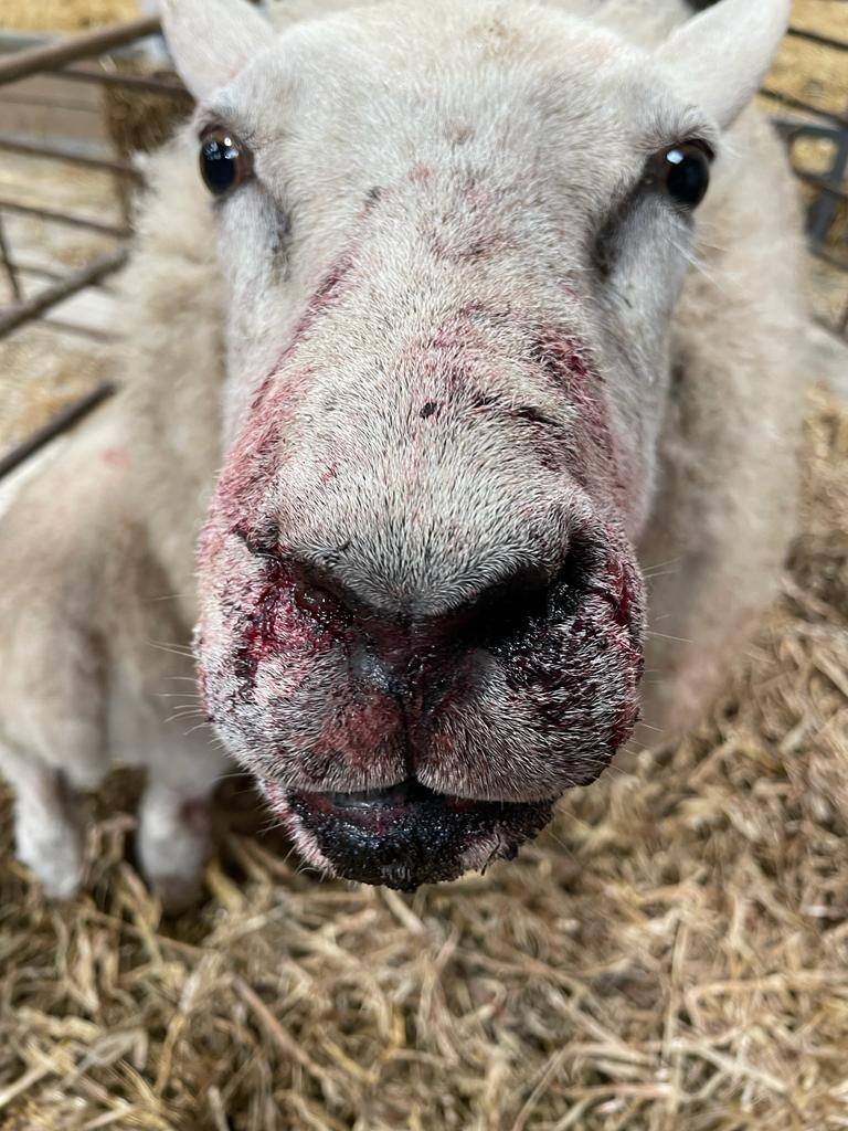 Sheep savaged by dog at farm near Dundee