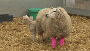 Farmer shares images of ewe’s dog attack injuries