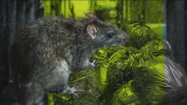 Glasgow crowned rat capital of Scotland as reports jump 31%