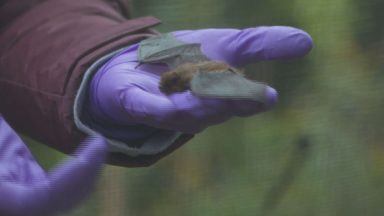 Volunteers needed to help grounded and injured bats