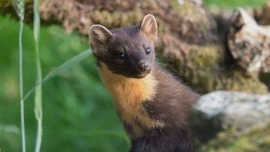 Nest boxes installed to bolster pine marten numbers