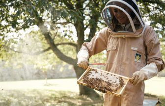 Smiling Princess of Wales gets a buzz out of beekeeping on World Bee Day