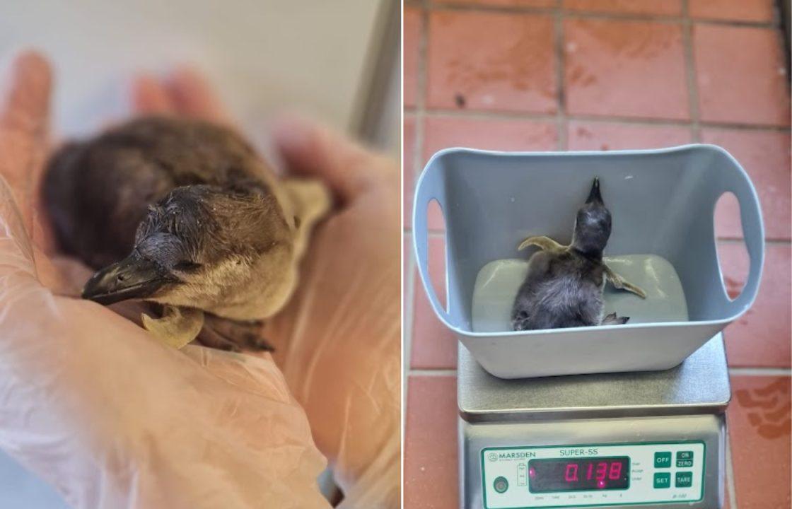 New ‘vulnerable’ Humboldt penguin chick born at Blair Drummond Safari Park