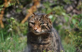 Historic milestone reached as critically endangered wildcats released into the Cairngorms National Park