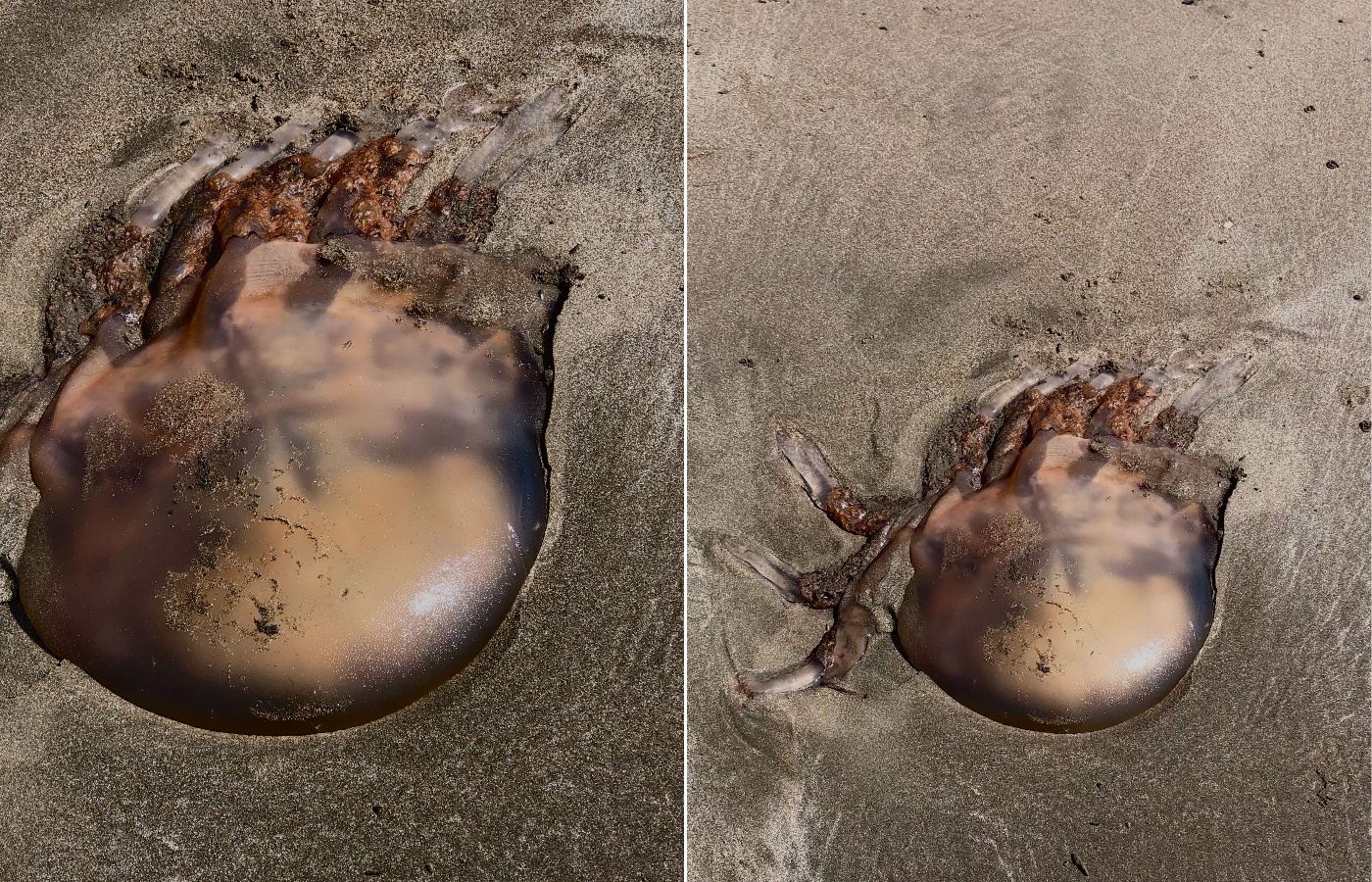 The animal washed up on shore.