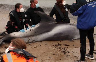 Watch as dolphins stranded on Fraserburgh beach refloated in 12-hour rescue mission